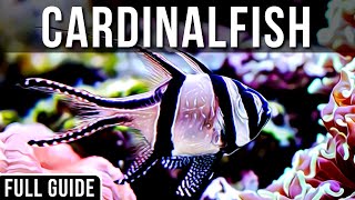 Saltwater Cardinalfish Info And Care  All About The Bangaii Cardinalfish [upl. by Ayidah]