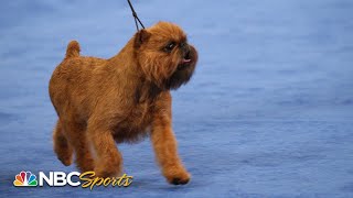 National Dog Show 2017 Best in Show Full Judging  NBC Sports [upl. by Hartman]