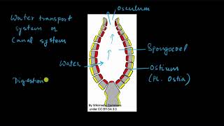 Phylum Porifera  Animal kingdom  Biology  Khan Academy [upl. by Comyns]