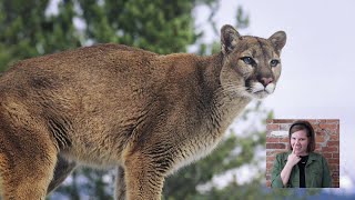 Whats the Difference Between Mountain Lions Pumas and Cougars  Digital Discovery [upl. by Aedrahs]