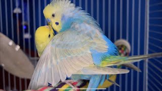 Budgies Mating [upl. by Nezah]