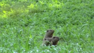 groundhog hunt with the CZ 527 17 hornet [upl. by Whitman]