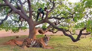 Tiger attack animals tiger viralvideoanimal well switch [upl. by Asyal]