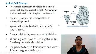 Organisation of Apical Meristems  Histogen and Tunica Corpus theory [upl. by Edson]