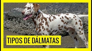 Tipos De Dálmatas en el mundo [upl. by Gavriella515]