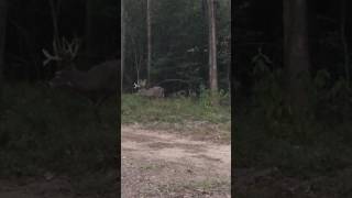 Merryville Outfitters  Louisiana Deer Hunting  Video 02 [upl. by Loesceke112]