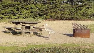 Great blue heron catches and swallows HUGE rodent [upl. by Phyllida96]