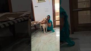 True love 💖🐕💕status doglover funny labra labrador love life animal momos video song [upl. by Ursula690]