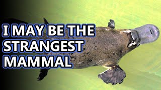 Platypus facts mammals that lay eggs  Animal Fact Files [upl. by Aivart267]