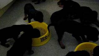 Gordonsetter Valper Video 2 [upl. by Ayote]