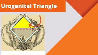 Urogenital triangle  Anatomy boundaries and contents of the urogenital triangle [upl. by Harv]