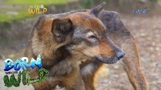 Born to be Wild Canine Distemper outbreak in Camiguin Norte [upl. by Hook]