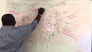 Xylem and Phloem Structure [upl. by Niaz530]