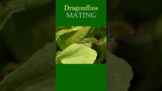 Dragonflies mating wildlife insects mating dragonfly shorts animals [upl. by Euqinemod]