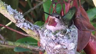 Rubythroated Hummingbird Nest WITH EGGS [upl. by Atinar58]