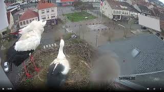 Ville de Sarralbe Webcam Live Cigognes Sarralbe Moselle Google Chrome 2022 03 31 12 32 21 [upl. by Jallier225]