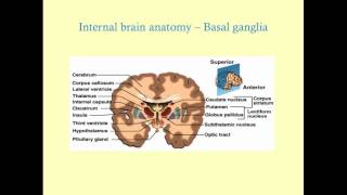 Essentials of Neuroanatomy  CRASH Medical Review Series [upl. by Aitnas]