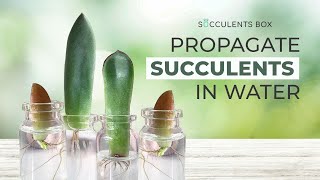 HOW TO PROPAGATE SUCCULENTS IN WATER  EASY SUCCULENT PROPAGATION TIPS [upl. by Rust37]