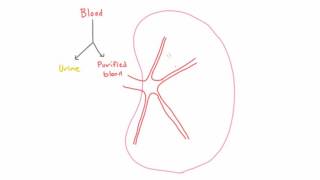 Path of Blood in the Kidney  Renal Artery Afferent Arteriole and the Glomerulus [upl. by Kala]