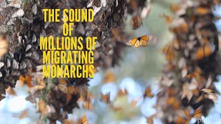 The SOUND of Millions of Monarch Butterflies [upl. by Nynnahs332]