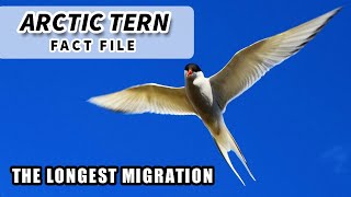 Arctic Tern Facts the LONGEST MIGRATION  Animal Fact Files [upl. by Ruyam149]