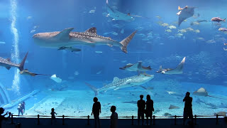 Kuroshio Sea  2nd largest aquarium in the world  song is Please Dont Go by Barcelona [upl. by Anertak]