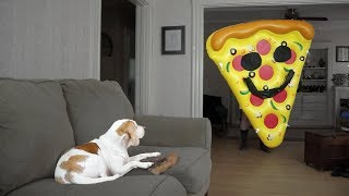 Dog vs Giant Pizza Slice Funny Dog Maymo [upl. by Vrablik]