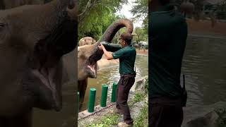 Gajah makan semangkazoowildanimalsgajahelephantkebunbinatangforyourpageanimalsfypyoutube [upl. by Blaire]