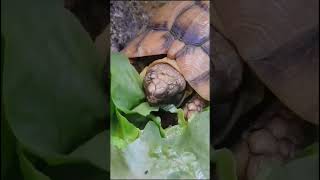 Schildkröten beim Salat fressen 🐢🥬 [upl. by Beutler]