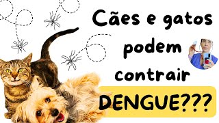 ATENÇÃO REDOBRADA PARA NOSSOS CACHORROS E GATOS DURANTE O SURTO DE DENGUE MOSQUITO TRANSMITI DOENÇA [upl. by Mccullough]