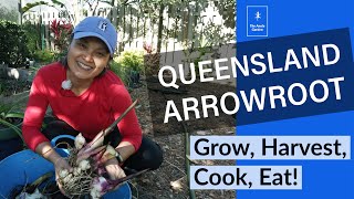 Queensland Arrowroot Grow harvest prepare cook [upl. by Theresa21]