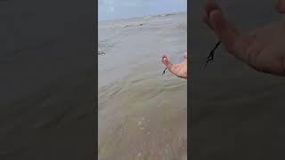 CORTE LA TANZA PERO AGARRE EL CHICOTE pesca fishing fish [upl. by Nishi]