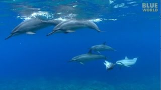 Hawaiian Spinner Dolphins  JONATHAN BIRDS BLUE WORLD [upl. by Nonna]