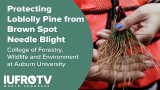 Protecting Loblolly Pine from Brown Spot Needle Blight  Auburn Universitys College of Forestry [upl. by Gustavus]