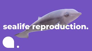 How Fish Reproduce  Exploring the Deep Blue Ep 5 [upl. by Iadam]