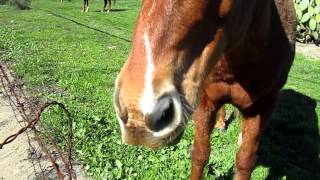 Horses eating carrots part 1 [upl. by Fogg]