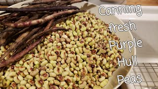 Canning Fresh Purple Hull Peas  Raw Pack [upl. by Eilesor]