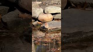 House Finch Stops By My Pond housefinch birds ponds backyard backyardbirding nature [upl. by Emyam]