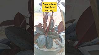 How to Propagate Rubber Plants in Water  shorts ficuselastica indoorplant rubber plant [upl. by Erek]