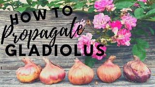 How To Propagate Gladiolus Easy tips amp Gladiolus Updates [upl. by Eitsud]