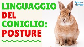 LINGUAGGIO DEL CONIGLIO POSTURE E COMPORTAMENTI [upl. by Vin]