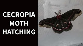 Cecropia Moth Hatching [upl. by Skell943]