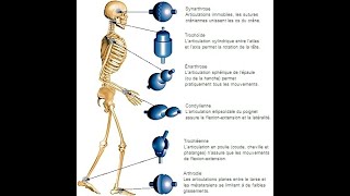 L’ARTHROLOGIE  l étude du système articulaire [upl. by Dionis]