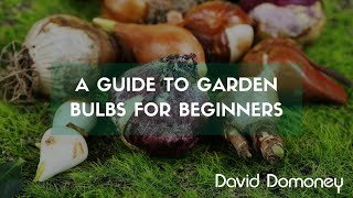 A guide to garden bulbs for beginners [upl. by Scuram]