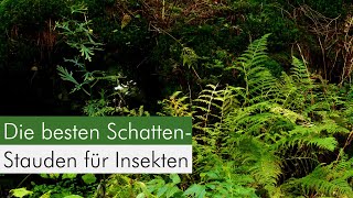 Meine Top 5 InsektenPflanzen für den Schatten [upl. by Anawqahs]