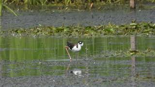 Black necked Stilt walk and call [upl. by Inig]