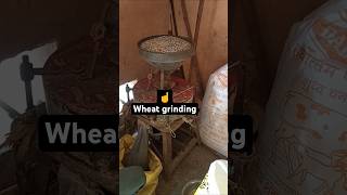 Grinding my wheat seeds into fresh milled flour [upl. by Suvart488]