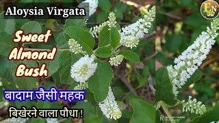 Aloysia Virgata  Sweet Almond Bush  बादाम जैसी महक बिखेरने वाला पौधा [upl. by Zuzana983]