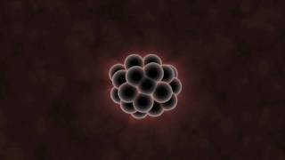 What Can Embryos Tell Us About Evolution [upl. by Sioled]