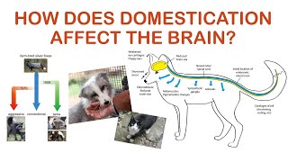 Domestication Syndrome and the brain [upl. by Rehsu]